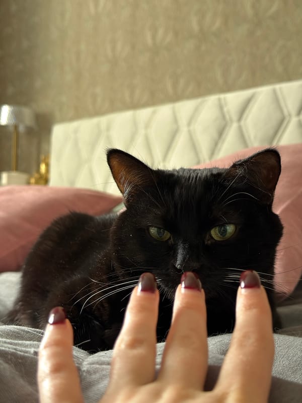 Domestic tea time with cats documented in Penza, Russia