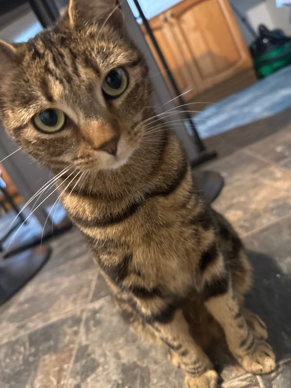 Domestic cats documented in Desborough homes during evening hours