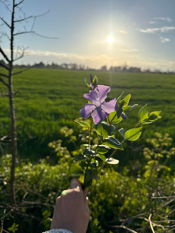 Person picks purple flowers in Great Yarmouth countryside
