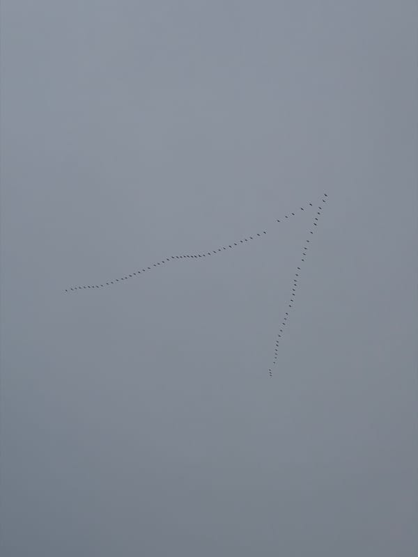 Birds fly in V-formation over Odintsovo, Russia