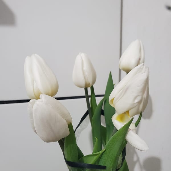 Evening moments in Curitiba: white tulips and twilight trees