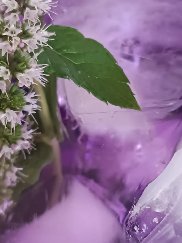 Friday vibes in Viadana: purple drinks, cats, and garden produce