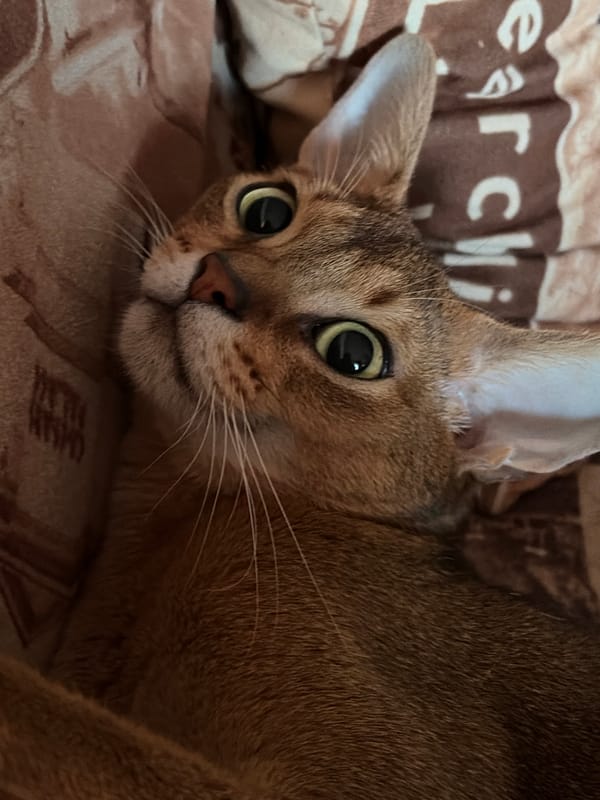 Late night cat moments and sunset captured in Chaikovsky