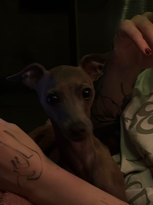 Italian Greyhound and a casual indoor meal, Zvezdara