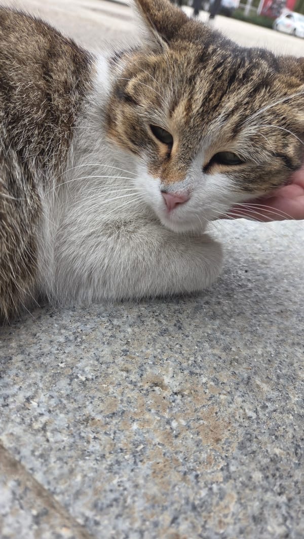 Cat rests on stone surface in Pleven, Bulgaria