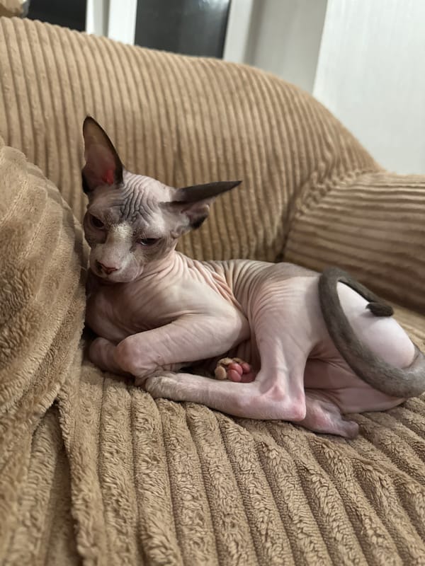 Sphynx cat relaxing through a quiet evening at home