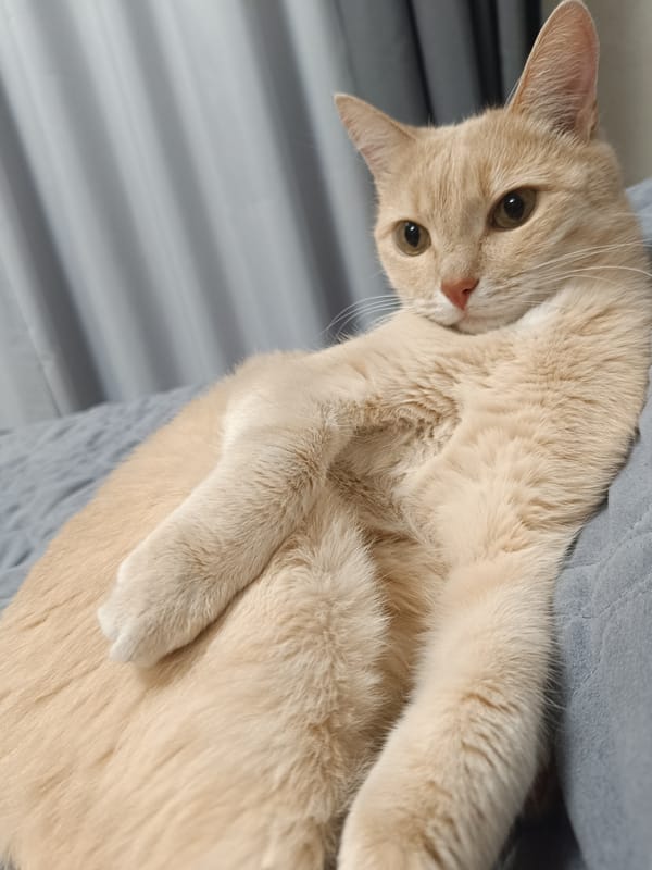 Tabby cat photographed at home in Naberezhnye Chelny