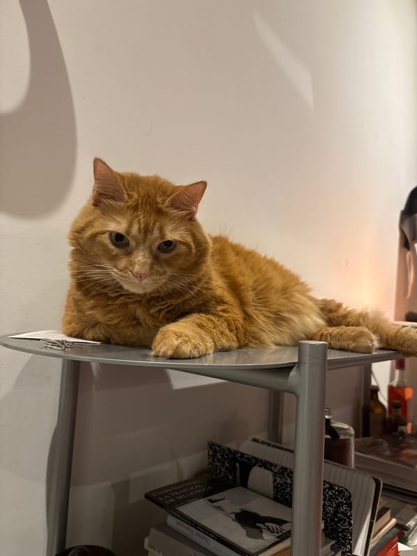 Evening moments in Buenos Aires: cats and autumn walks