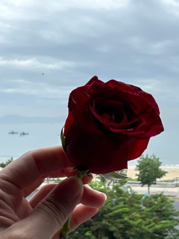 Red rose, two ways — coastal Đà Nẵng, early July morning