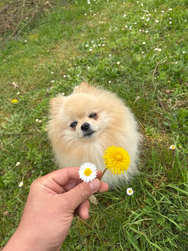 Pomeranian dog photographed in grassy, flowery areas in Germany