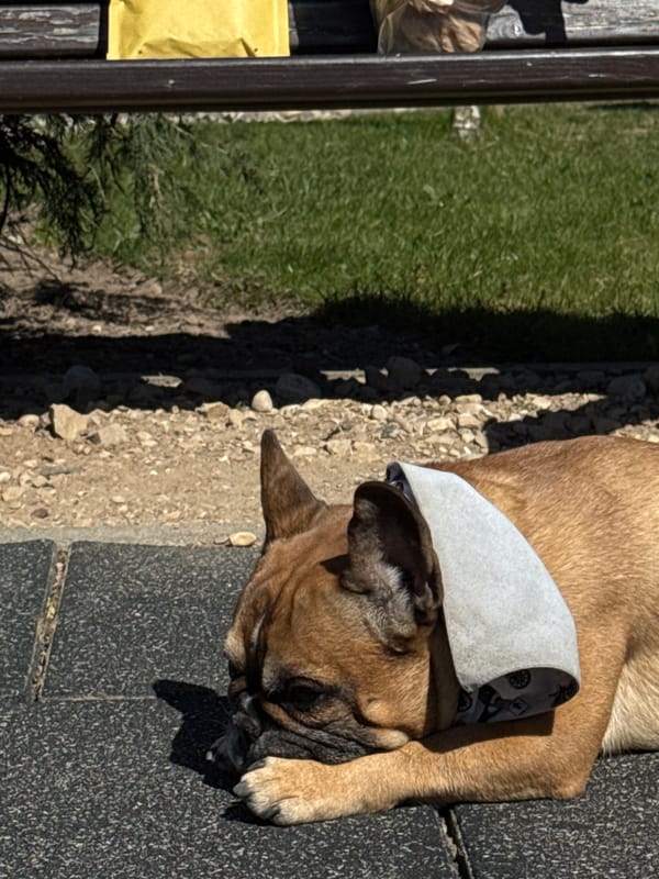 Dog in cone collar rests on pavement in Ulbroka