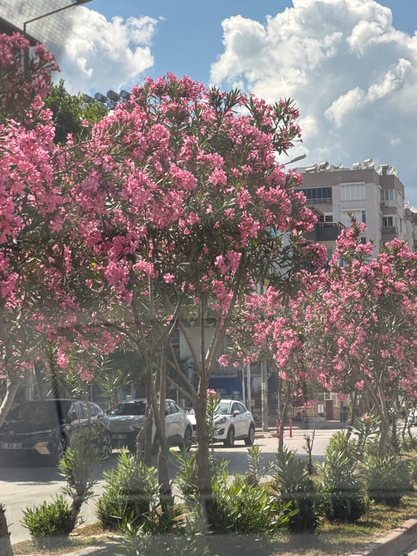 Street scenes documented in Konyaaltı featuring pink oleander blooms