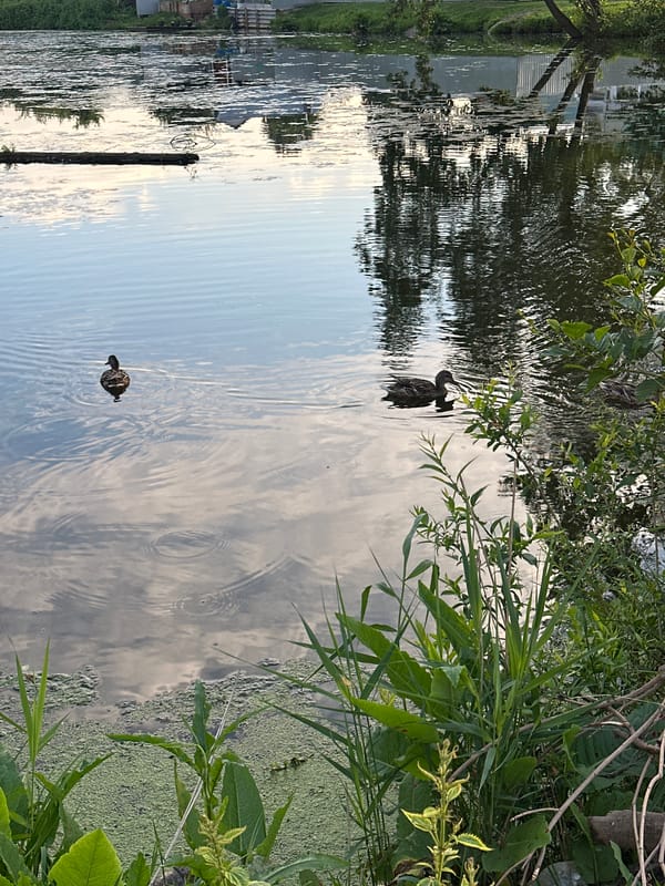 Peaceful pond with ducks in Chaikovsky, Russia