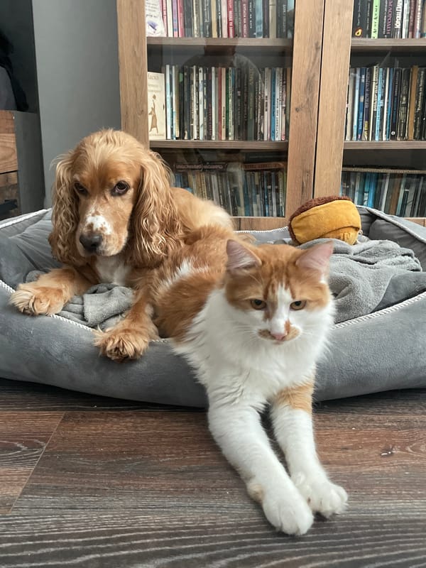 Dog and cat sharing a pet bed at home in Razgrad
