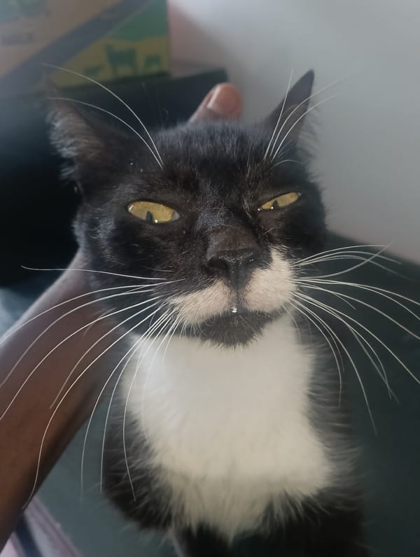 Morning pet portraits captured in Nairobi