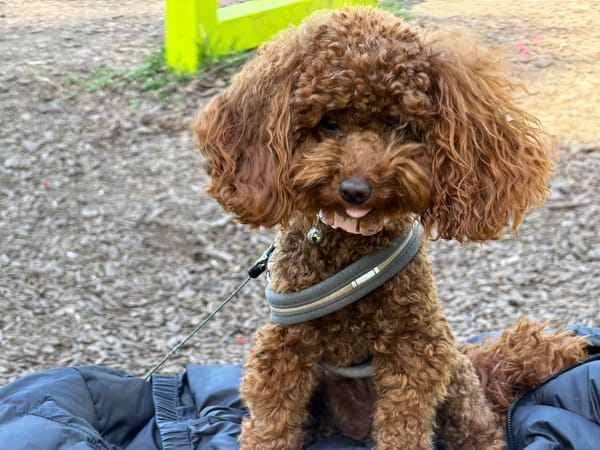 Poodle in harness and pink collar spotted in Sofia