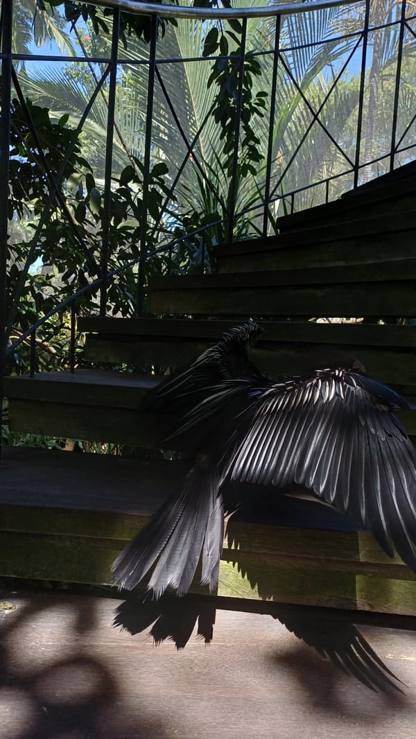 Visitor captures exotic birds at Bali Bird Park