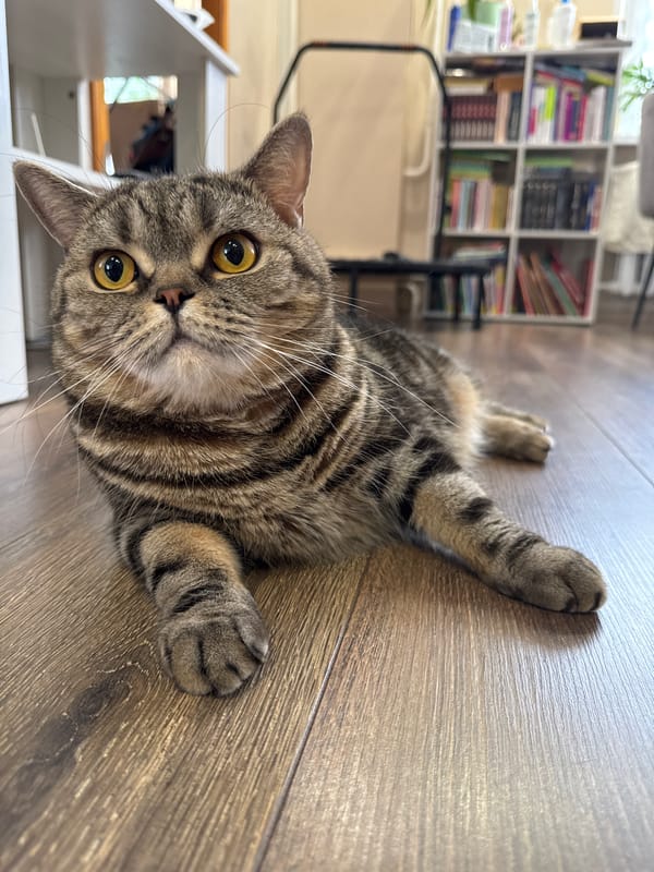 Tabby cat rests on wooden floor in casual moment
