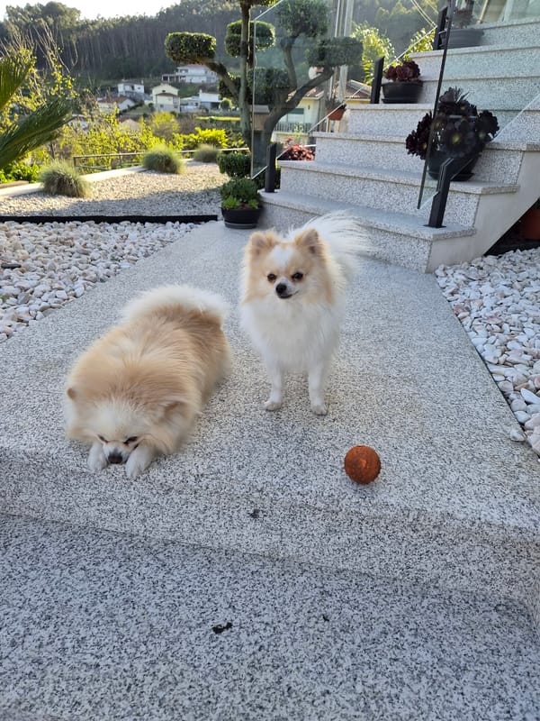 Two Pomeranians spotted on patio ledge in Barcelos