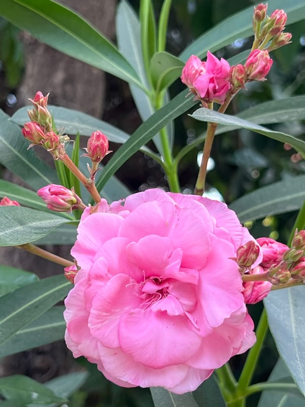 Oleander, figs, and a mosque dome in Antalya