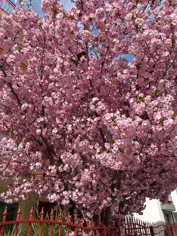 Spring blooms and street cats documented in Nesebar, Bulgaria