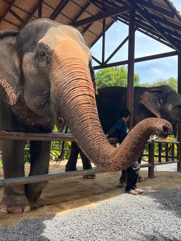 Up close with two Asian elephants at a Baan Thurian sanctuary