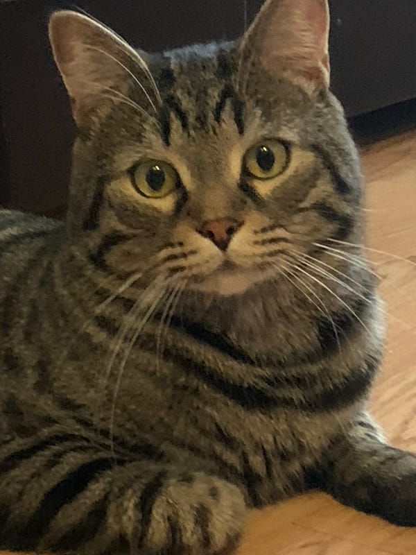 Tabby cat observed in multiple poses during five-minute span