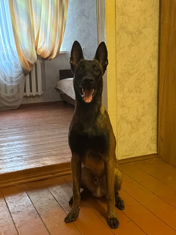 Lazy summer morning at home with two dogs in Rostov