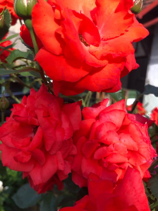 Roses, dahlias, and wheat fields on a summer afternoon