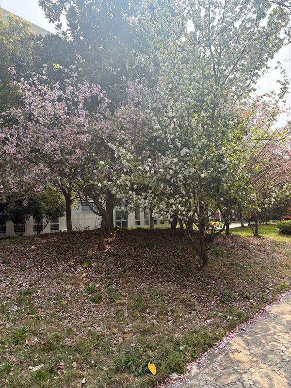Morning documentation of Jiangning District streets and parks