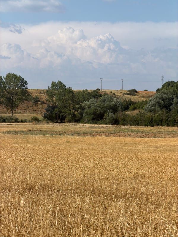 Wildflowers and wheat fields in rural Valdefresno, Spain