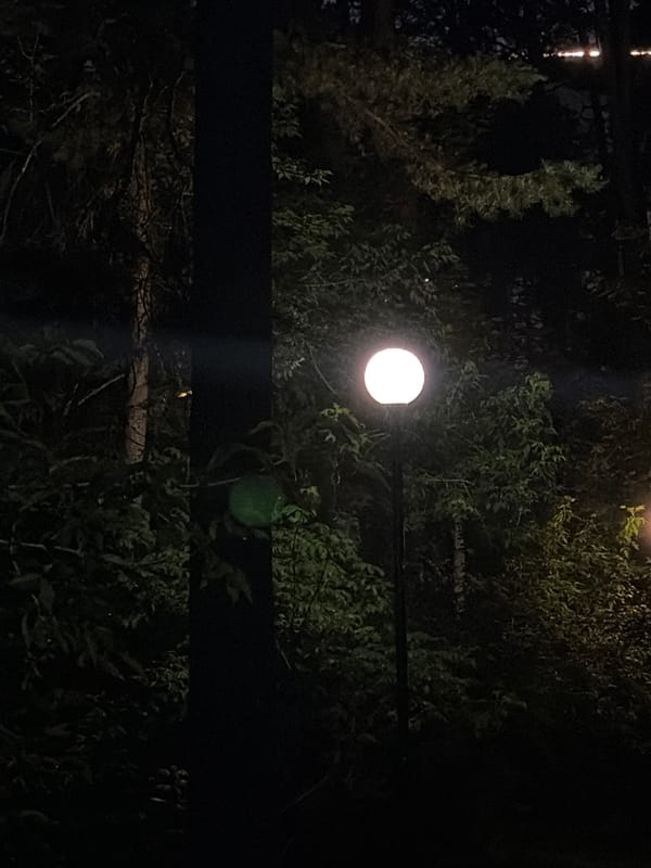 A casual evening walk, home moments, and a Sphynx cat