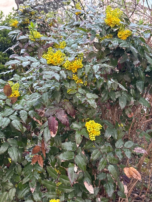 Witness documents everyday scenes across central Burgas, Bulgaria