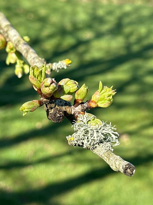 Spring observations documented across Wealden district March 18 morning