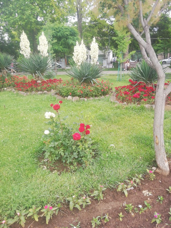 Afternoon in Yerevan parks and streets