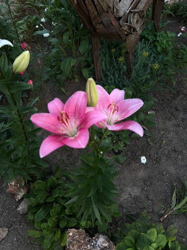 A Bulgarian home garden in full summer bloom