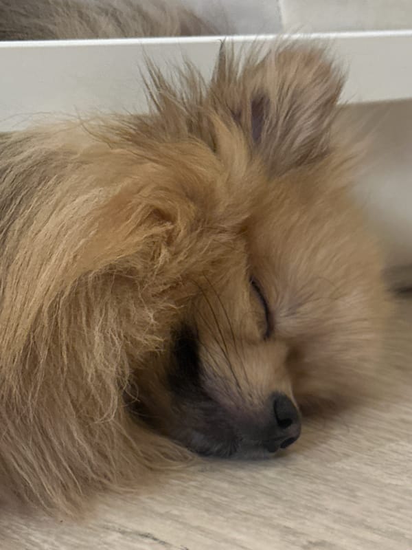 Woman takes multiple bedroom selfies with dog in Votkinsk