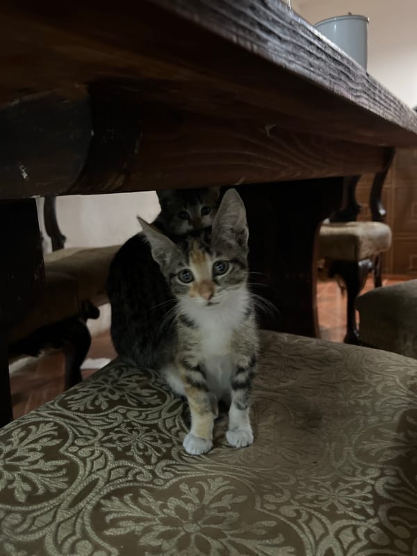 Kittens and decorated bicycle spotted in Arica, Chile