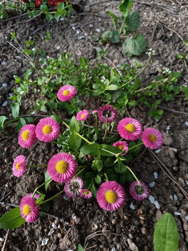 Spring flowers and urban scenes documented in Pleven, Bulgaria
