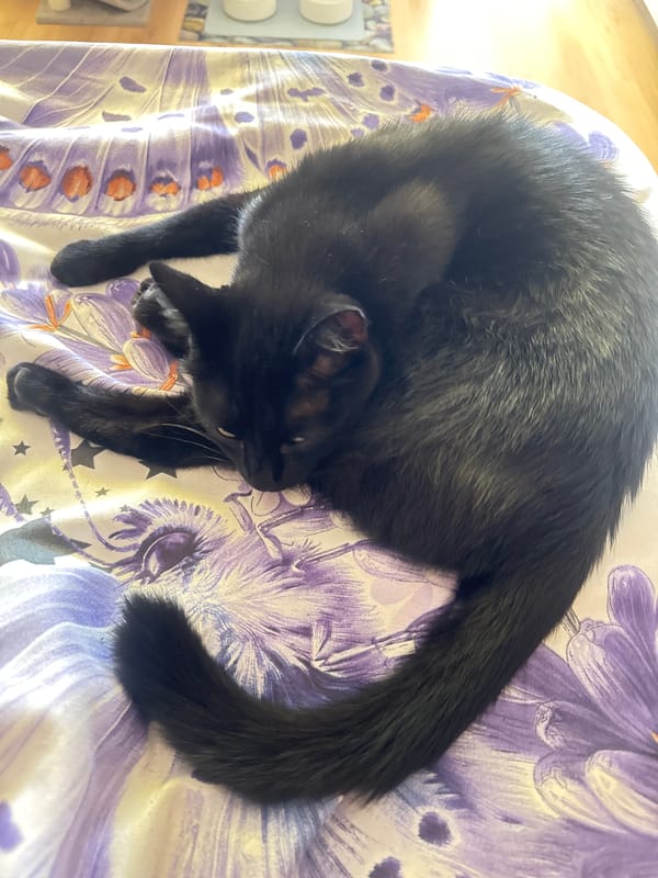Quiet afternoon at home: cat, food, and creative odds and ends