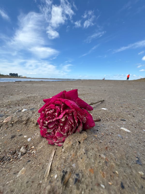 Morning snapshots capture Anapa's beaches, parks, and public art