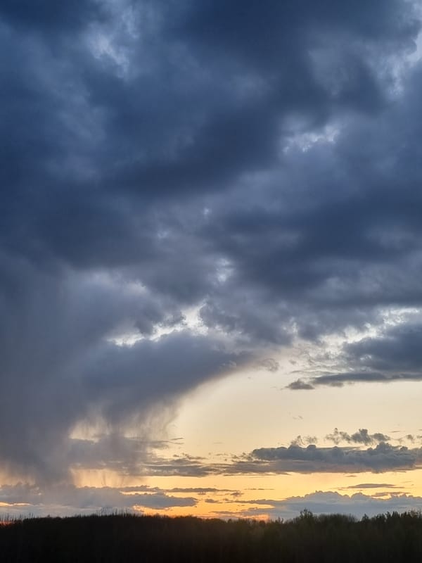 Spring sunset and blooming daffodils observed in Kemul, Russia