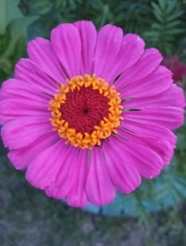 Close-up garden shots: zinnias, dahlias, and raspberries in bloom