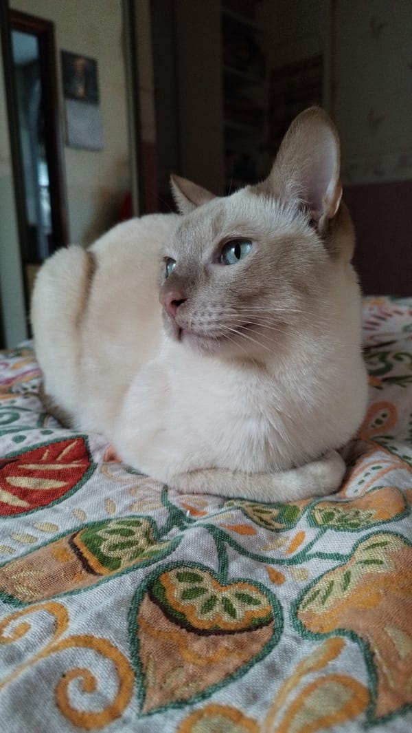 Siamese cat at home in Saint Petersburg, many angles
