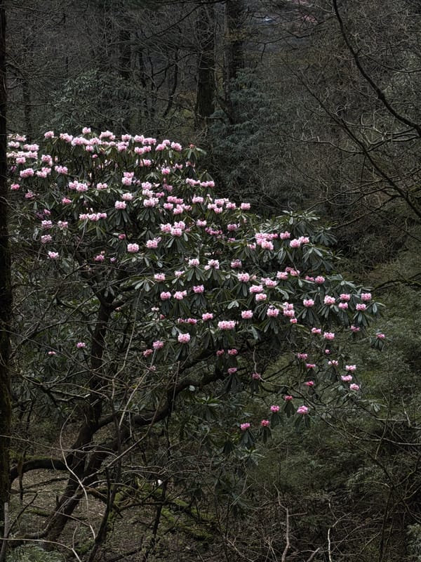 Pink rhododendrons bloom amid bare trees in Shuangshuijing