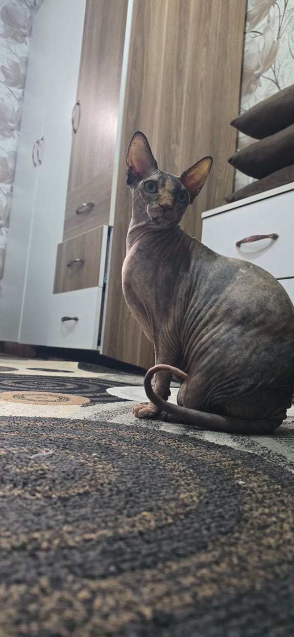 Sphynx cat at home in Baku, multiple angles