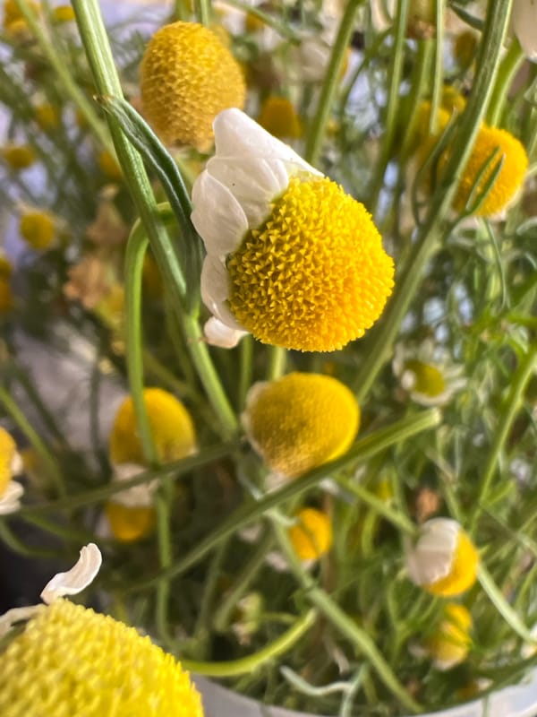 Chamomile flowers up close, yellow and white in bloom