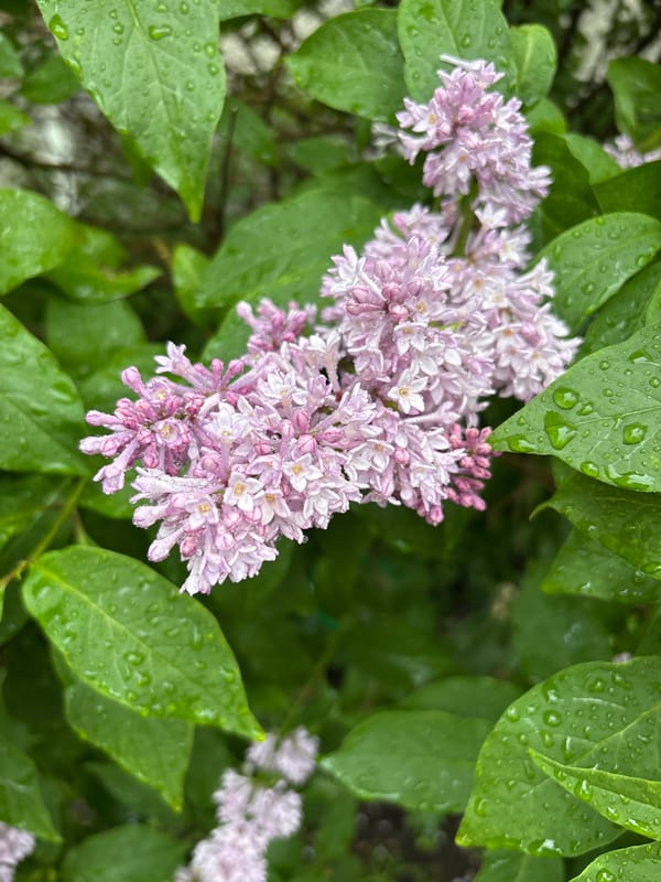 Wildflowers after rain in Murmansk, midsummer
