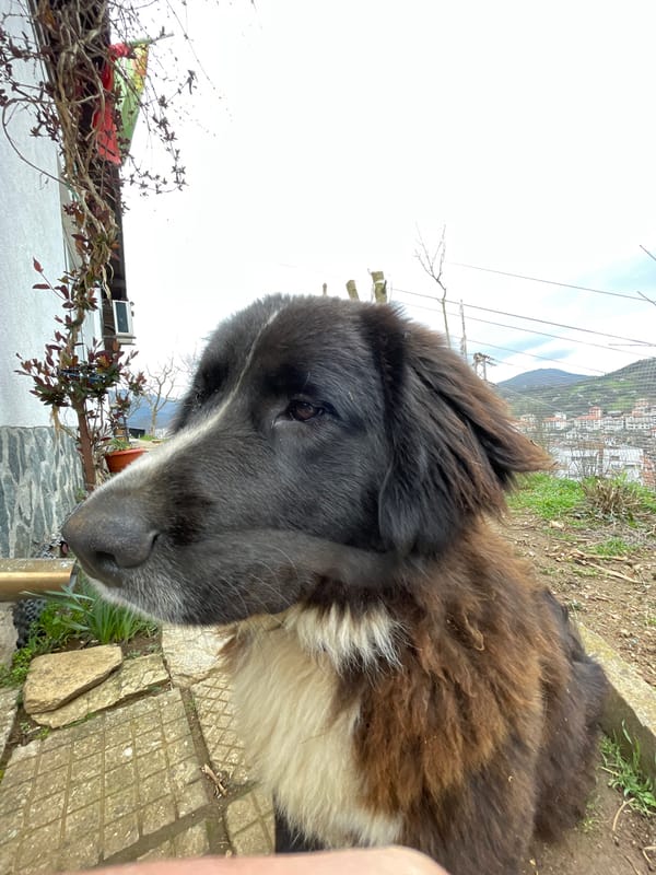 Stray dog spotted multiple times in Zlatograd, Bulgaria