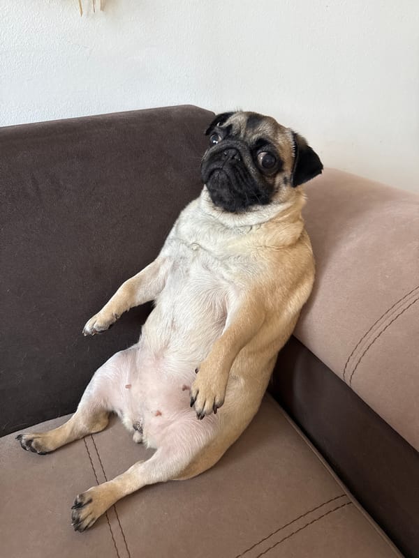 Pugs being pugs on the couch